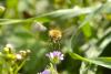 Bombyliini inconnu